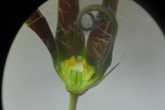 Brachystelma volubile